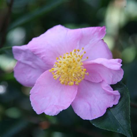 The Autumn Magic Pale Camellia: A Fascinating Flower for Autumn Gardens